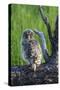 USA, Oregon, Blue Mountains. Recently fledged Great grey owlet.-Yuri Choufour-Stretched Canvas