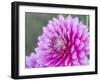 USA, Oregon, Canby, Clackamas County. Close-up of a dahlia variety.-Julie Eggers-Framed Photographic Print