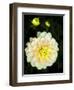 USA, Oregon, Canby, Clackamas County. Close-up of a dahlia variety.-Julie Eggers-Framed Photographic Print