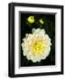 USA, Oregon, Canby, Clackamas County. Close-up of a dahlia variety.-Julie Eggers-Framed Photographic Print