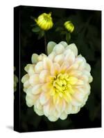 USA, Oregon, Canby, Clackamas County. Close-up of a dahlia variety.-Julie Eggers-Stretched Canvas