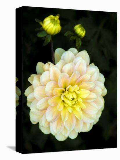 USA, Oregon, Canby, Clackamas County. Close-up of a dahlia variety.-Julie Eggers-Stretched Canvas