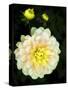 USA, Oregon, Canby, Clackamas County. Close-up of a dahlia variety.-Julie Eggers-Stretched Canvas