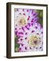 USA, Oregon, Canby, Clackamas County. Close-up of a dahlia variety.-Julie Eggers-Framed Photographic Print