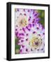 USA, Oregon, Canby, Clackamas County. Close-up of a dahlia variety.-Julie Eggers-Framed Photographic Print