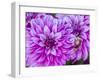 USA, Oregon, Canby, Clackamas County. Close-up of a dahlia variety.-Julie Eggers-Framed Photographic Print