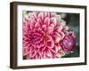 USA, Oregon, Canby, Clackamas County. Close-up of a dahlia variety.-Julie Eggers-Framed Photographic Print