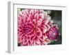 USA, Oregon, Canby, Clackamas County. Close-up of a dahlia variety.-Julie Eggers-Framed Photographic Print