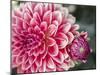 USA, Oregon, Canby, Clackamas County. Close-up of a dahlia variety.-Julie Eggers-Mounted Photographic Print