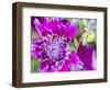 USA, Oregon, Canby, Clackamas County. Close-up of a dahlia variety.-Julie Eggers-Framed Photographic Print