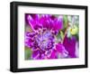 USA, Oregon, Canby, Clackamas County. Close-up of a dahlia variety.-Julie Eggers-Framed Photographic Print