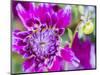 USA, Oregon, Canby, Clackamas County. Close-up of a dahlia variety.-Julie Eggers-Mounted Photographic Print