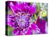 USA, Oregon, Canby, Clackamas County. Close-up of a dahlia variety.-Julie Eggers-Stretched Canvas