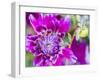 USA, Oregon, Canby, Clackamas County. Close-up of a dahlia variety.-Julie Eggers-Framed Photographic Print