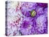 USA, Oregon, Canby, Clackamas County. Flower pattern with large group of lavender flowers.-Julie Eggers-Stretched Canvas