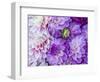 USA, Oregon, Canby, Clackamas County. Flower pattern with large group of lavender flowers.-Julie Eggers-Framed Photographic Print