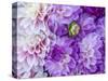 USA, Oregon, Canby, Clackamas County. Flower pattern with large group of lavender flowers.-Julie Eggers-Stretched Canvas