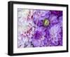 USA, Oregon, Canby, Clackamas County. Flower pattern with large group of lavender flowers.-Julie Eggers-Framed Photographic Print