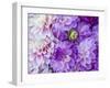 USA, Oregon, Canby, Clackamas County. Flower pattern with large group of lavender flowers.-Julie Eggers-Framed Photographic Print