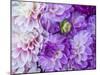 USA, Oregon, Canby, Clackamas County. Flower pattern with large group of lavender flowers.-Julie Eggers-Mounted Photographic Print