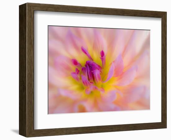 USA, Oregon, Canby, Clackamas County. Macro of a dahlia variety called Dreamcatcher.-Julie Eggers-Framed Photographic Print