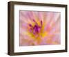 USA, Oregon, Canby, Clackamas County. Macro of a dahlia variety called Dreamcatcher.-Julie Eggers-Framed Photographic Print