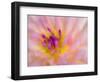 USA, Oregon, Canby, Clackamas County. Macro of a dahlia variety called Dreamcatcher.-Julie Eggers-Framed Photographic Print