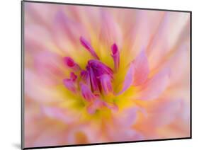 USA, Oregon, Canby, Clackamas County. Macro of a dahlia variety called Dreamcatcher.-Julie Eggers-Mounted Photographic Print