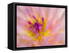 USA, Oregon, Canby, Clackamas County. Macro of a dahlia variety called Dreamcatcher.-Julie Eggers-Framed Stretched Canvas