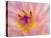 USA, Oregon, Canby, Clackamas County. Macro of a dahlia variety called Dreamcatcher.-Julie Eggers-Stretched Canvas