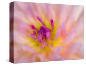 USA, Oregon, Canby, Clackamas County. Macro of a dahlia variety called Dreamcatcher.-Julie Eggers-Stretched Canvas