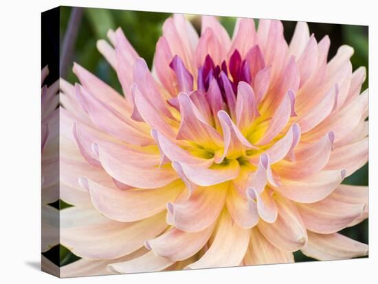 USA, Oregon, Canby, Clackamas County. Macro of a dahlia variety called Dreamcatcher.-Julie Eggers-Stretched Canvas