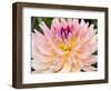 USA, Oregon, Canby, Clackamas County. Macro of a dahlia variety called Dreamcatcher.-Julie Eggers-Framed Photographic Print