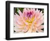 USA, Oregon, Canby, Clackamas County. Macro of a dahlia variety called Dreamcatcher.-Julie Eggers-Framed Photographic Print