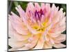 USA, Oregon, Canby, Clackamas County. Macro of a dahlia variety called Dreamcatcher.-Julie Eggers-Mounted Photographic Print