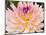 USA, Oregon, Canby, Clackamas County. Macro of a dahlia variety called Dreamcatcher.-Julie Eggers-Mounted Photographic Print