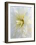 USA, Oregon, Canby, Clackamas County. Macro of a dahlia variety called Frozen.-Julie Eggers-Framed Photographic Print