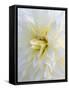 USA, Oregon, Canby, Clackamas County. Macro of a dahlia variety called Frozen.-Julie Eggers-Framed Stretched Canvas