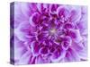 USA, Oregon, Canby, Clackamas County. Macro of a dahlia variety.-Julie Eggers-Stretched Canvas