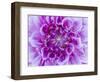 USA, Oregon, Canby, Clackamas County. Macro of a dahlia variety.-Julie Eggers-Framed Photographic Print