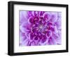 USA, Oregon, Canby, Clackamas County. Macro of a dahlia variety.-Julie Eggers-Framed Photographic Print