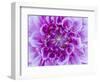 USA, Oregon, Canby, Clackamas County. Macro of a dahlia variety.-Julie Eggers-Framed Photographic Print