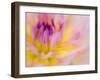 USA, Oregon, Canby, Clackamas County. Macro of a dahlia variety.-Julie Eggers-Framed Photographic Print