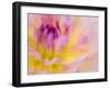 USA, Oregon, Canby, Clackamas County. Macro of a dahlia variety.-Julie Eggers-Framed Photographic Print