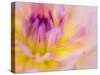 USA, Oregon, Canby, Clackamas County. Macro of a dahlia variety.-Julie Eggers-Stretched Canvas