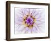 USA, Oregon, Canby, Clackamas County. Macro of a dahlia variety.-Julie Eggers-Framed Photographic Print