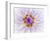 USA, Oregon, Canby, Clackamas County. Macro of a dahlia variety.-Julie Eggers-Framed Photographic Print