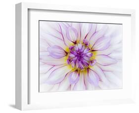 USA, Oregon, Canby, Clackamas County. Macro of a dahlia variety.-Julie Eggers-Framed Photographic Print