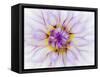 USA, Oregon, Canby, Clackamas County. Macro of a dahlia variety.-Julie Eggers-Framed Stretched Canvas