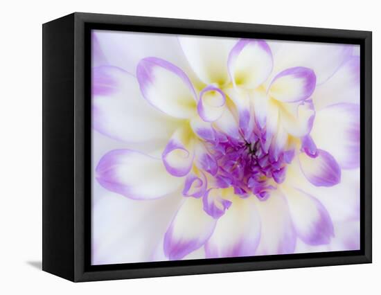 USA, Oregon, Canby, Clackamas County. Macro of a dahlia variety.-Julie Eggers-Framed Stretched Canvas